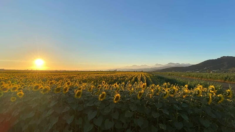 Tuscan Villages and Chianti Wine from Livorno - Hidden Winery and Tasting Experience