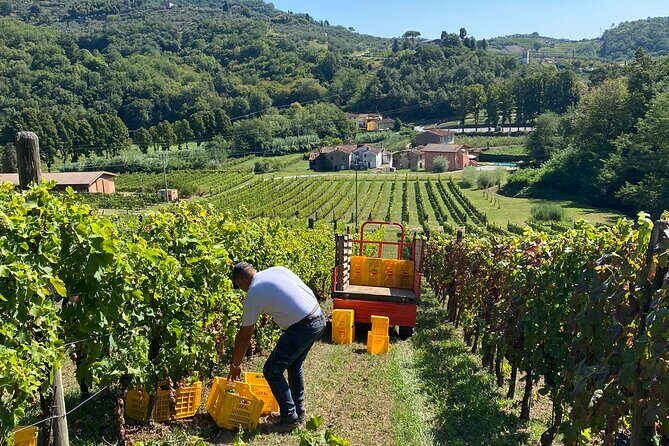Tuscan Wine Tour in Lucca by van - Frequently Asked Questions