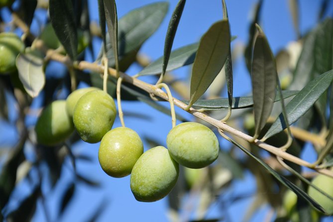 Tuscan Winery Tour and Wine Tasting  - Montecatini Terme - Additional Information