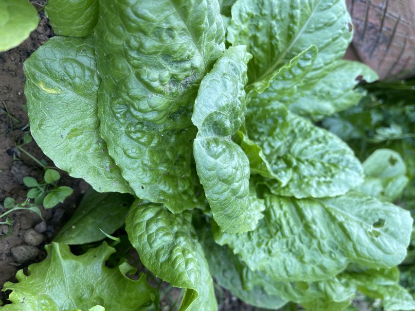 Tuscany: Culinary Highlights Experience and Sunset Dinner - Thematic Menu Options