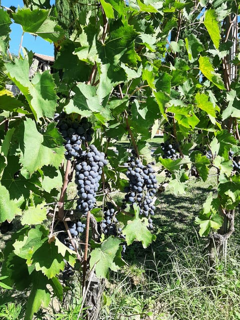 Tuscany from Rome- Pienza and Montepulciano private day tour - Considering the Cost