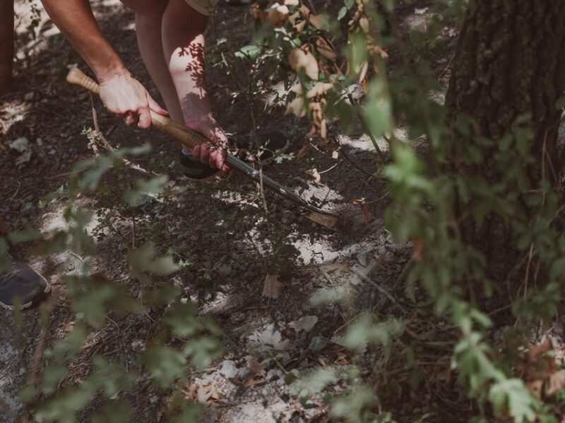 Tuscany: Volterra Truffle Hunting with Lunch or Dinner - Authentic, Well-Rounded Experience