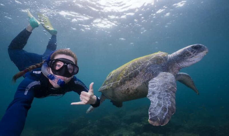 Tweed Heads: Snorkel With the Turtles - An In-Depth Look at the Snorkel Tour Experience