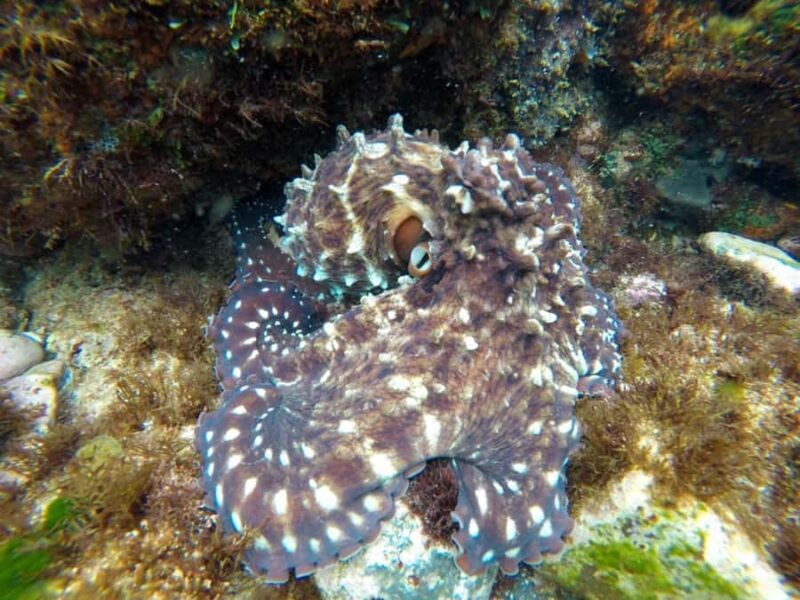 Tweed Heads: Snorkel With the Turtles - FAQ