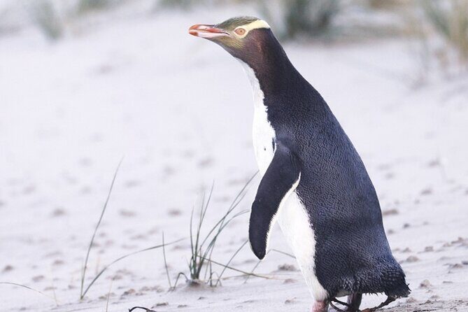 Twilight at the Opera - Who Will Love This Tour?