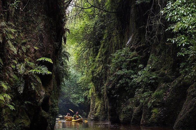 Twilight Kayak Glowworm Tour with Stargazing - Who Should Consider This Tour?