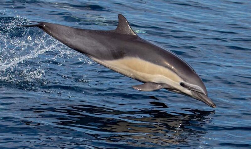 Twilight Tour with San Diego Natural History Museum Whalers - An In-Depth Look at the Twilight Marine Wildlife Tour