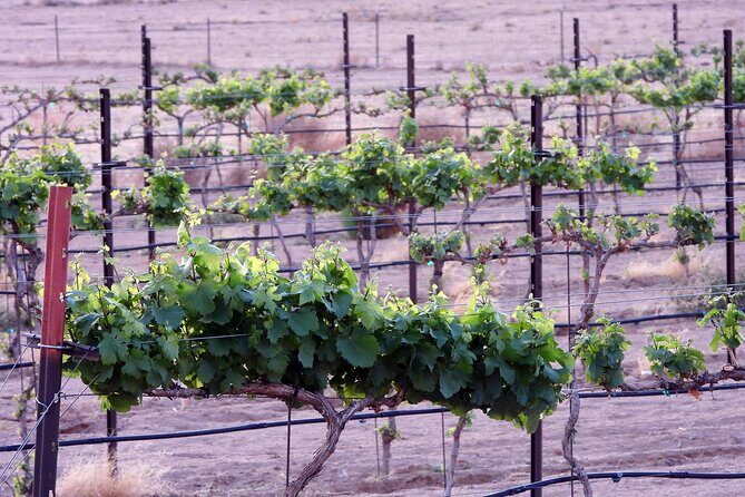 Twilight Wine and Stargazing Tour in Northern Arizona - A Detailed Look at the Twilight Wine and Stargazing Experience