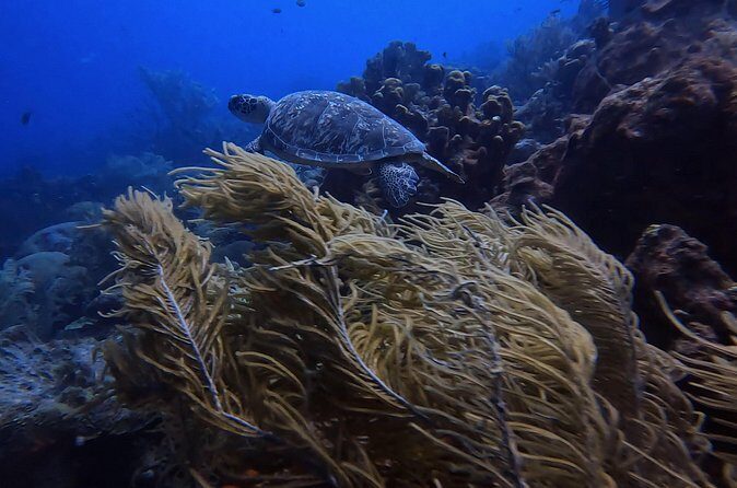 Two and a Half Hours Scuba Diving Experience in Curacao - The Itinerary in Detail