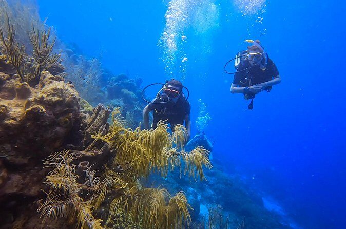 Two and a Half Hours Scuba Diving Experience in Curacao - Practical Details