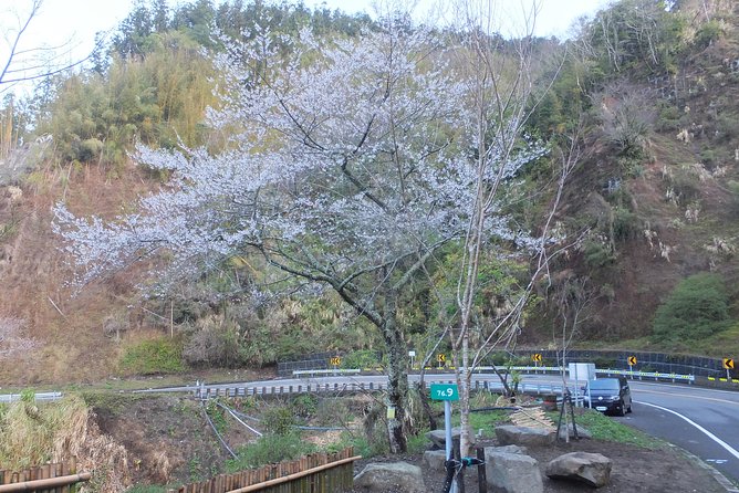 Two-day Sun Moon Lake & Alishan Forest Park Tour Package - Day 2 Itinerary