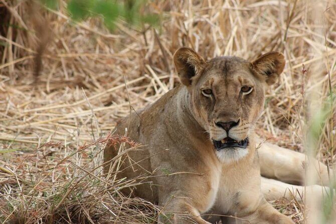 Two Days Safari by Train - The Itinerary in Detail