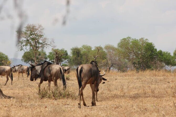 Two Days Safari by Train - Final Thoughts: Who Should Consider This Trip?