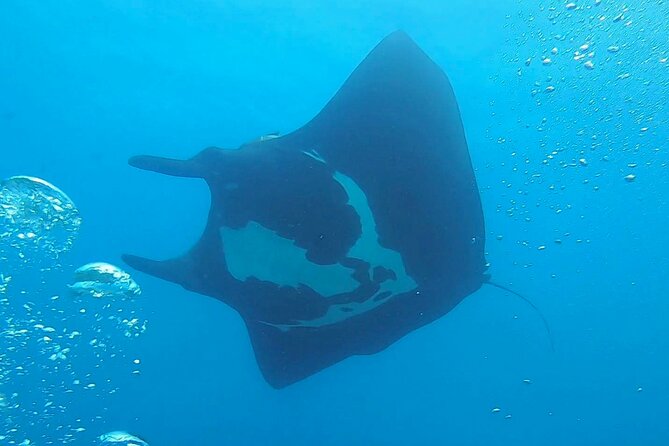 Two Dive Tour | Las Catalinas Islands - Dive Experience Details