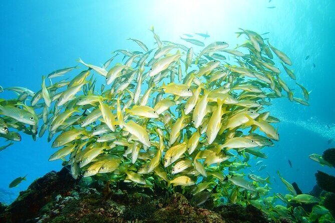 Two Dives and Class for Begginers Divers in Cancun - An In-Depth Look at the Experience