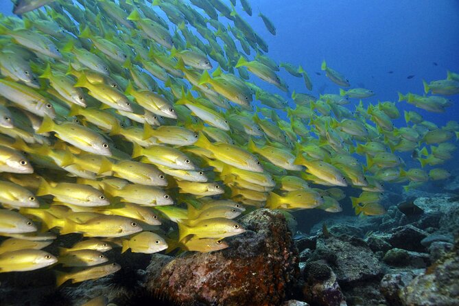 Two Dives in Fujairah for Certified Divers Including Transfers - Booking Information
