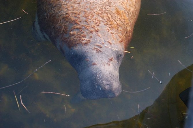 Two-Hour Everglades National Park Dolphin, Birding and Wildlife Boat Tour - Highlights of the Tour
