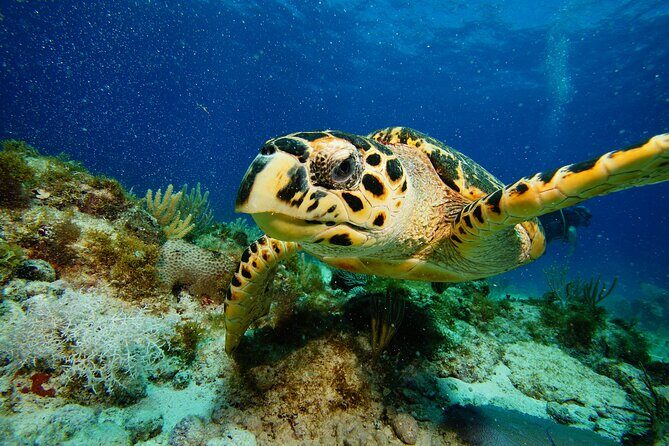 Two Reefs For Certified Divers in Cancun - Equipment and Inclusions