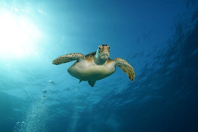 Two Reefs For Certified Divers in Cancun - Summary of What You’ll Experience