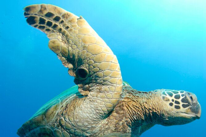 Two Site Snorkeling Adventure featuring the Molokini Crater - Final Thoughts