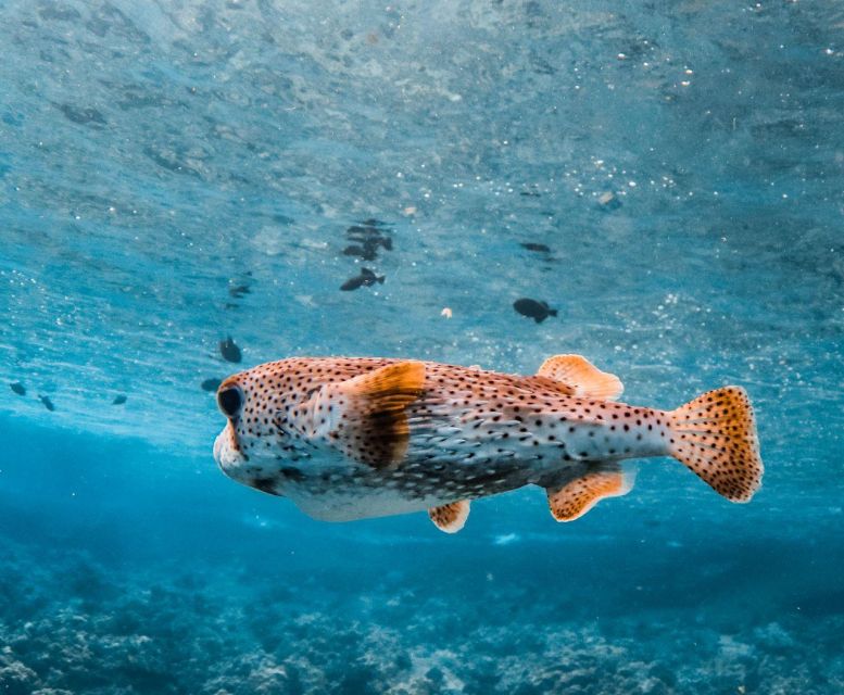 Two Stop Deluxe Molokini Snorkel - Additional Notes