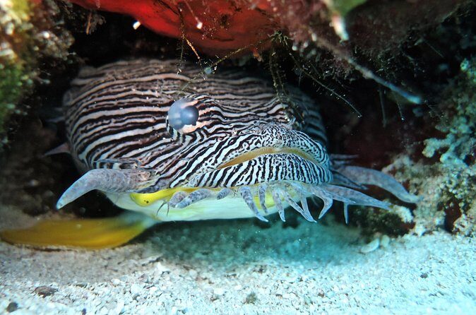 Two Tank Certified Cozumel Scuba Adventure - Final Thoughts