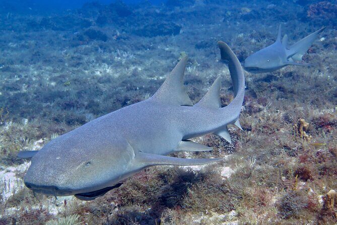 Two Tank Certified Cozumel Scuba Adventure - Frequently Asked Questions