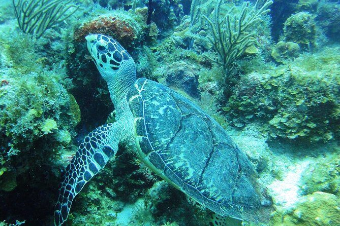 Two-Tank Dive for Certified Diving in St Thomas - Discover Why This Tour Shines for Certified Divers