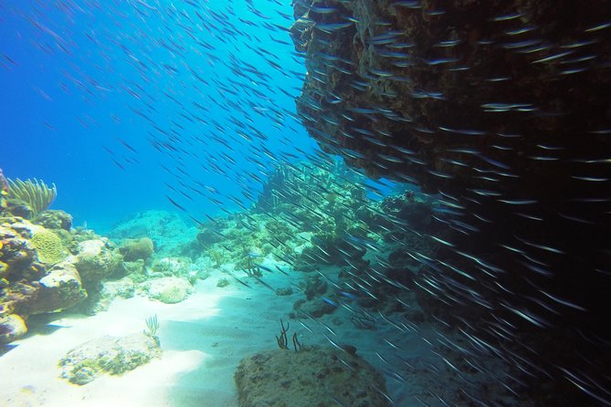 Two-Tank Dive for Certified Diving in St Thomas - Participant Requirements