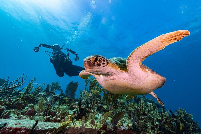 Two-Tank Morning Dive Trip for Certified Divers - What To Expect: The Itinerary Breakdown