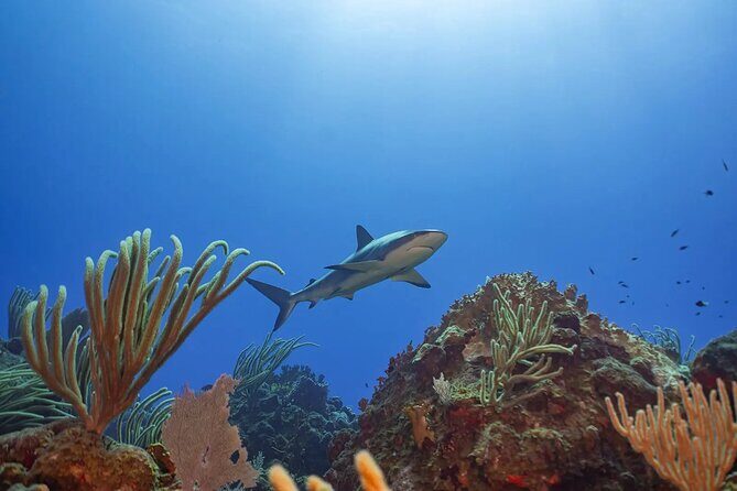 Two-Tank Morning Dive Trip for Certified Divers - The Real Value: Why it’s Worth the Price