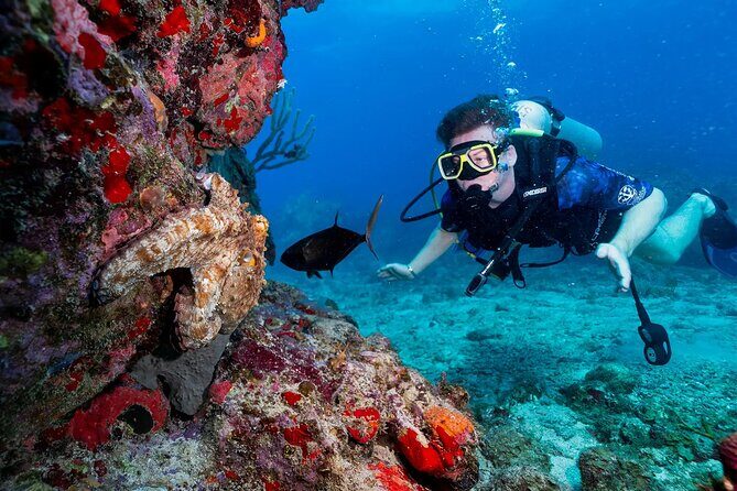 Two-Tank Morning Dive Trip for Certified Divers - Who Will Love This Tour?