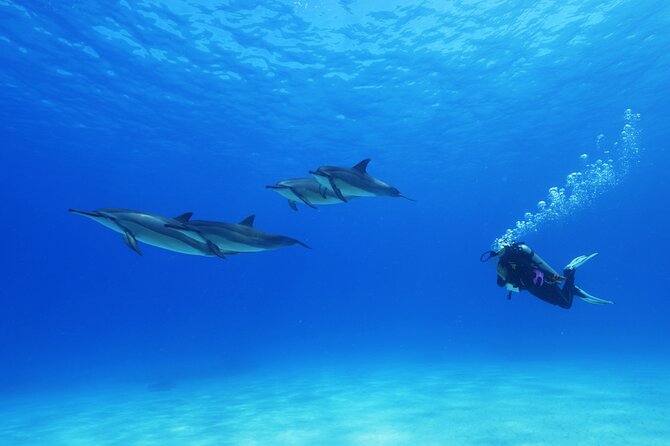 Two Tank Morning Reef Dive and Snorkel - Meeting and Logistics