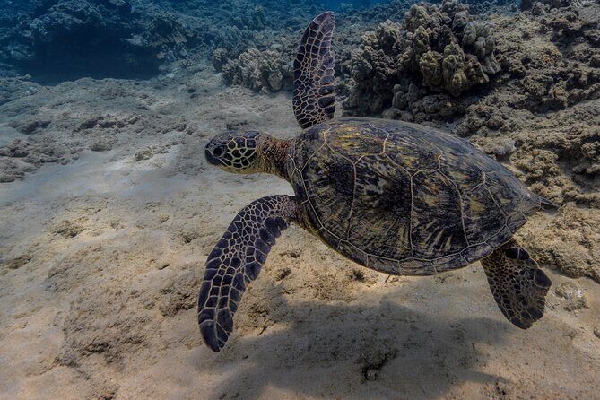 Two Tank Wreck and Drift Dive in Oahu - Authentic Experiences and Traveler Feedback