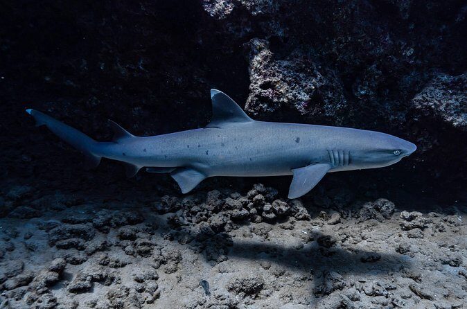 Two Tank Wreck and Drift Dive in Oahu - Why Choose This Tour?