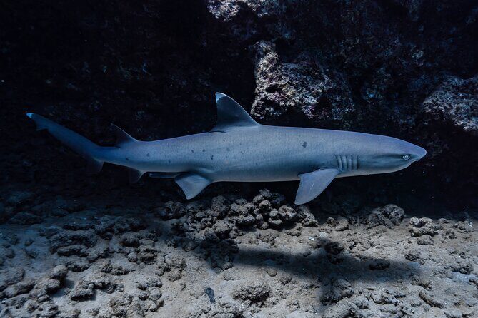 Two Tank Wreck and Drift Dive in Oahu - Final Thoughts