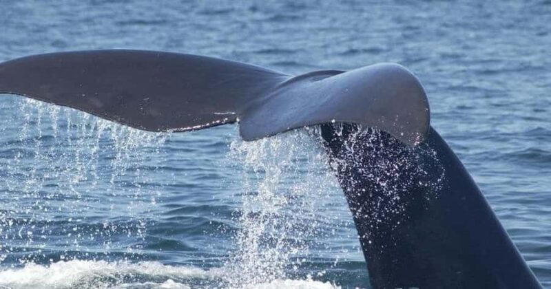 Tybee Island Marine Science Center Entry Ticket - FAQ