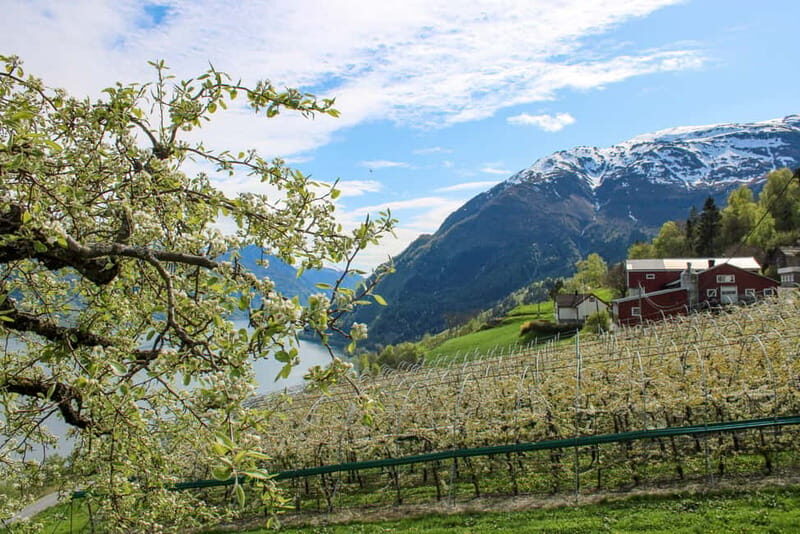 Tyssedal: Cider Tasting Tour - An In-Depth Look at the Experience