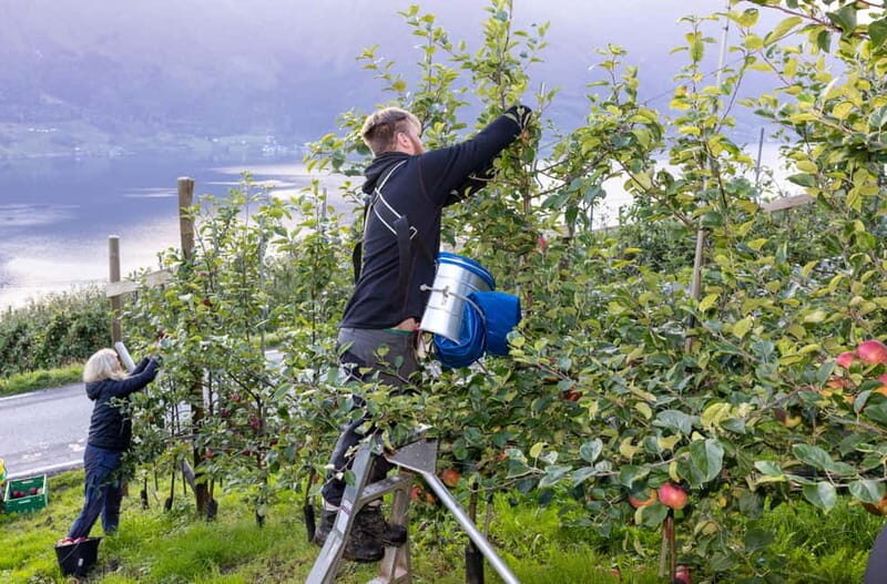 Tyssedal: Cider Tasting Tour - Is This Tour For You?