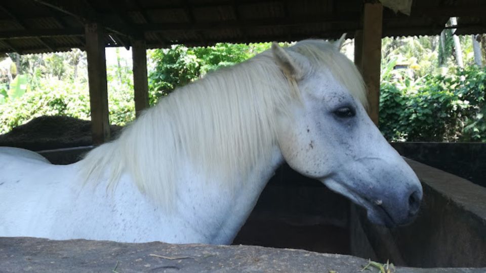 Ubud: 1 Hour Beach Horse Riding With Transfer - Key Points