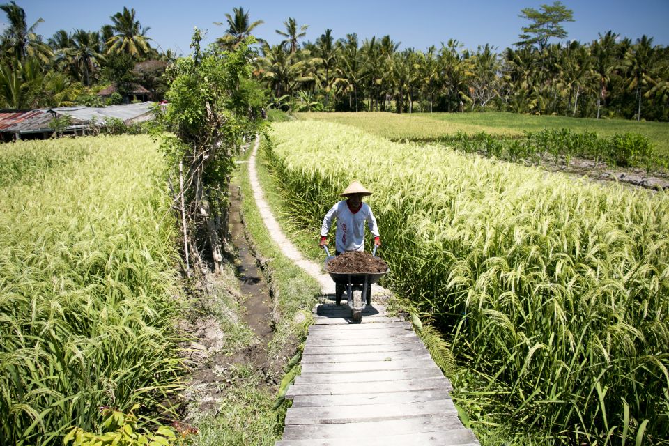 Ubud: 3-Hour Walking Tour With Lunch - Highlights of the Experience