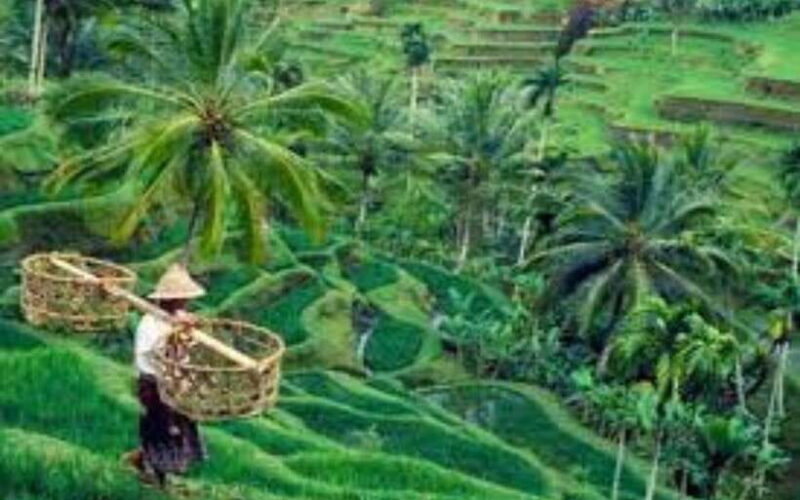 Ubud: ATV Ride, Monkey Forest, and Tegalalang Rice Terrace - Who Will Love This Tour?