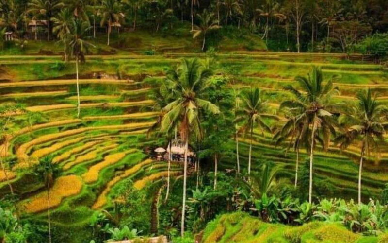 Ubud: ATV Ride, Monkey Forest, and Tegalalang Rice Terrace - The Sum Up
