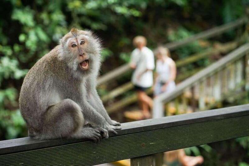 Ubud Bali Tour - An In-Depth Look at the Ubud Bali Tour