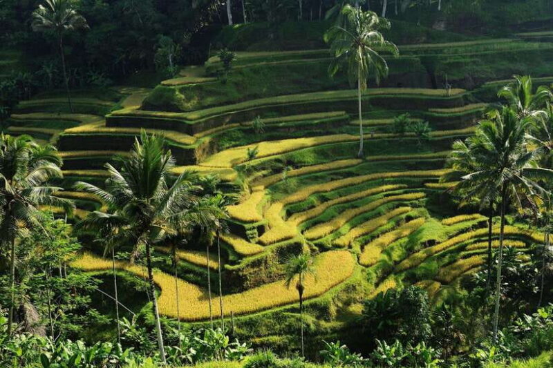 Ubud: Bali's 3 Epic Waterfall, Rice Terrace, and Temple Tour - An In-Depth Look at the Tour Experience