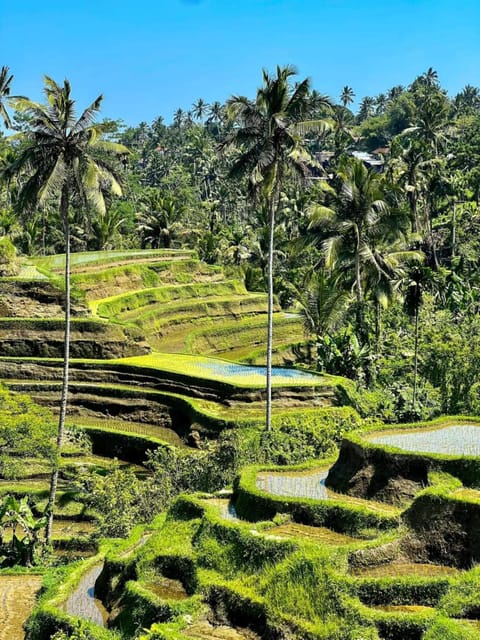 Ubud : Best Day Ubud Trip Must Visited - Lunch With Rice Paddy Views