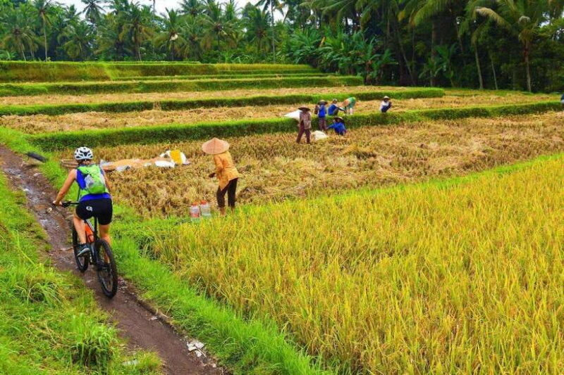 Ubud Bike Tour: Ride to Bali's Holy Water Temple - The Sum Up: Who Should Consider This Tour?