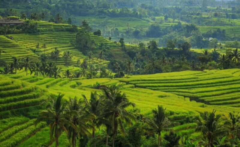 Ubud Bliss Tour - Rice Terrace, Monkey Forest, Infinity Pool - Itinerary Highlights