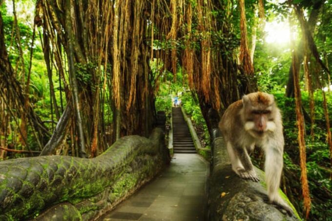 Ubud Bliss Tour - Rice Terrace, Monkey Forest, Infinity Pool - Stunning Rice Terrace