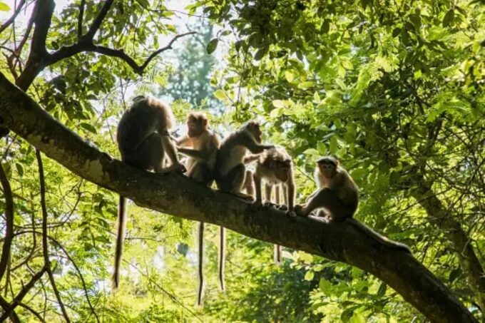 Ubud Bliss Tour - Rice Terrace, Monkey Forest, Infinity Pool - Playful Monkey Forest